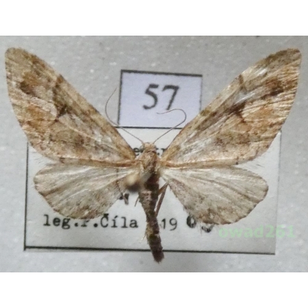 Eupithecia lanceata (Hübner, 1825) Czech57